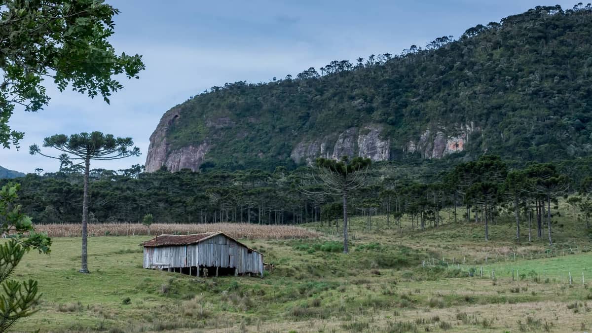 Campo com araucárias e paredão de rocha ao fundo, na Serra Catarinense